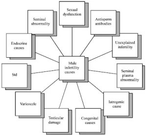 male Infertility Treatment in Mumbai