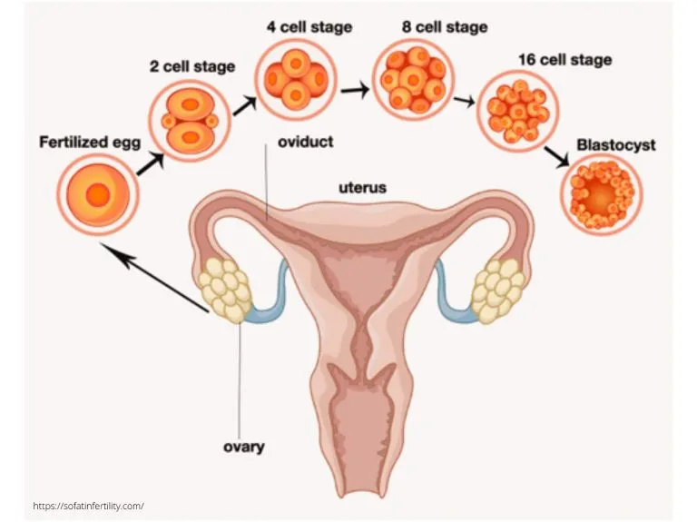 Blastocyst Culture And Transfer In Mumbai View Cost Babies Us