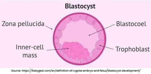 blastocyst culture and transfer in mumbai