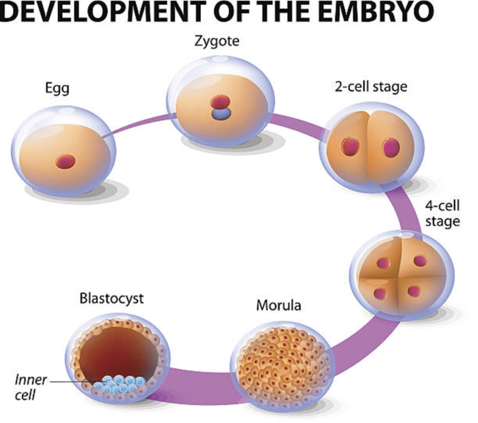 Embryo Development