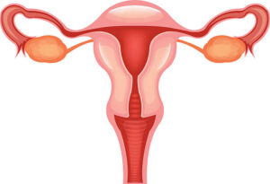 Ovarian Rejuvenation