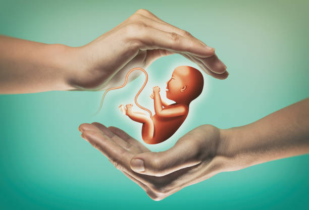 pic1 | Babies & Us Fertility Fetus