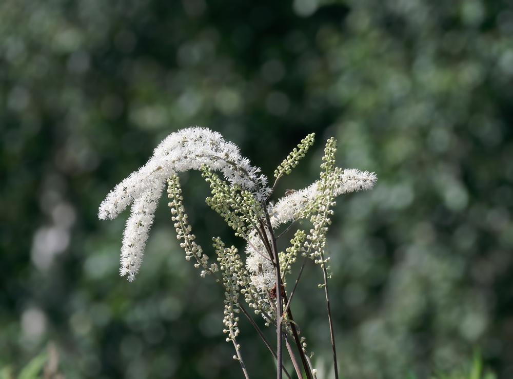 Black Cohosh