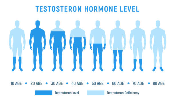 Testosteron hormone